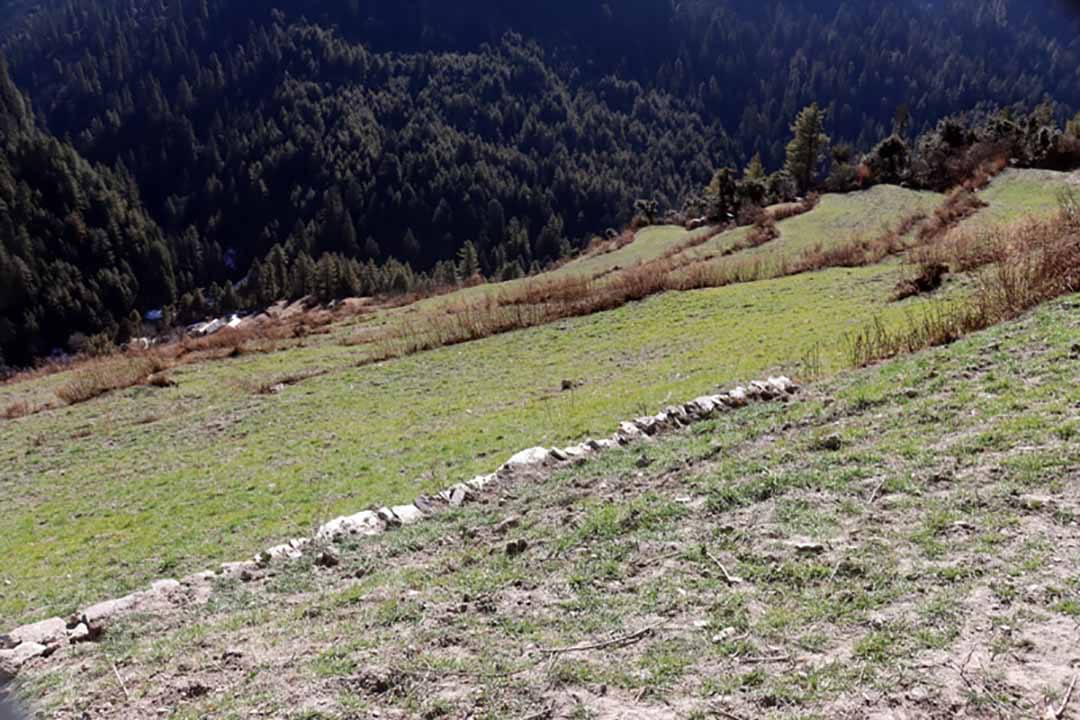 वर्षा र हिमपात नहुँदा सुक्दै हिउँदे बाली