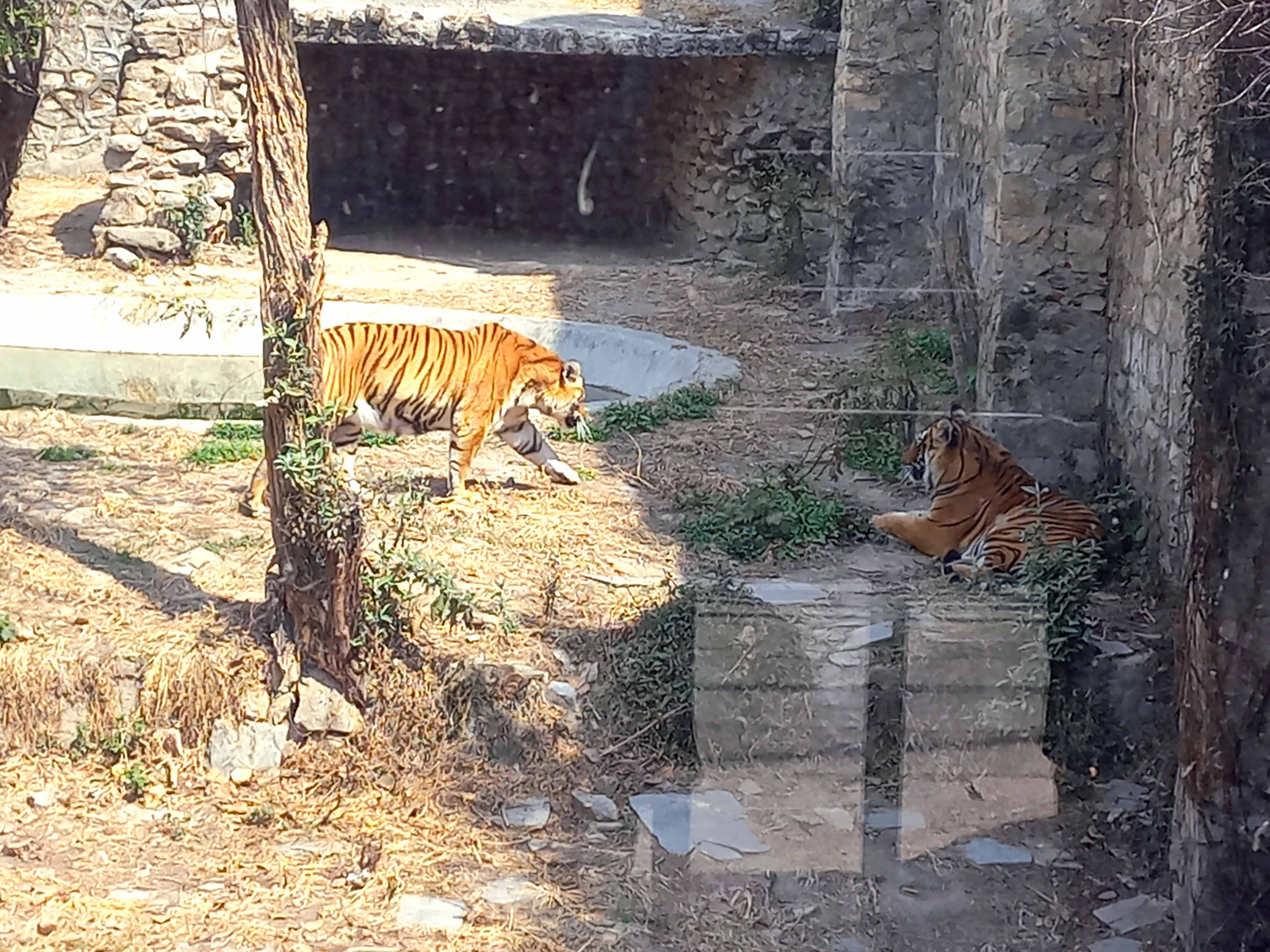 देशभरका खोरमा १९ समस्याग्रस्त बाघ, ‘टाइगर जु’ बनाउन विज्ञको सुझाव