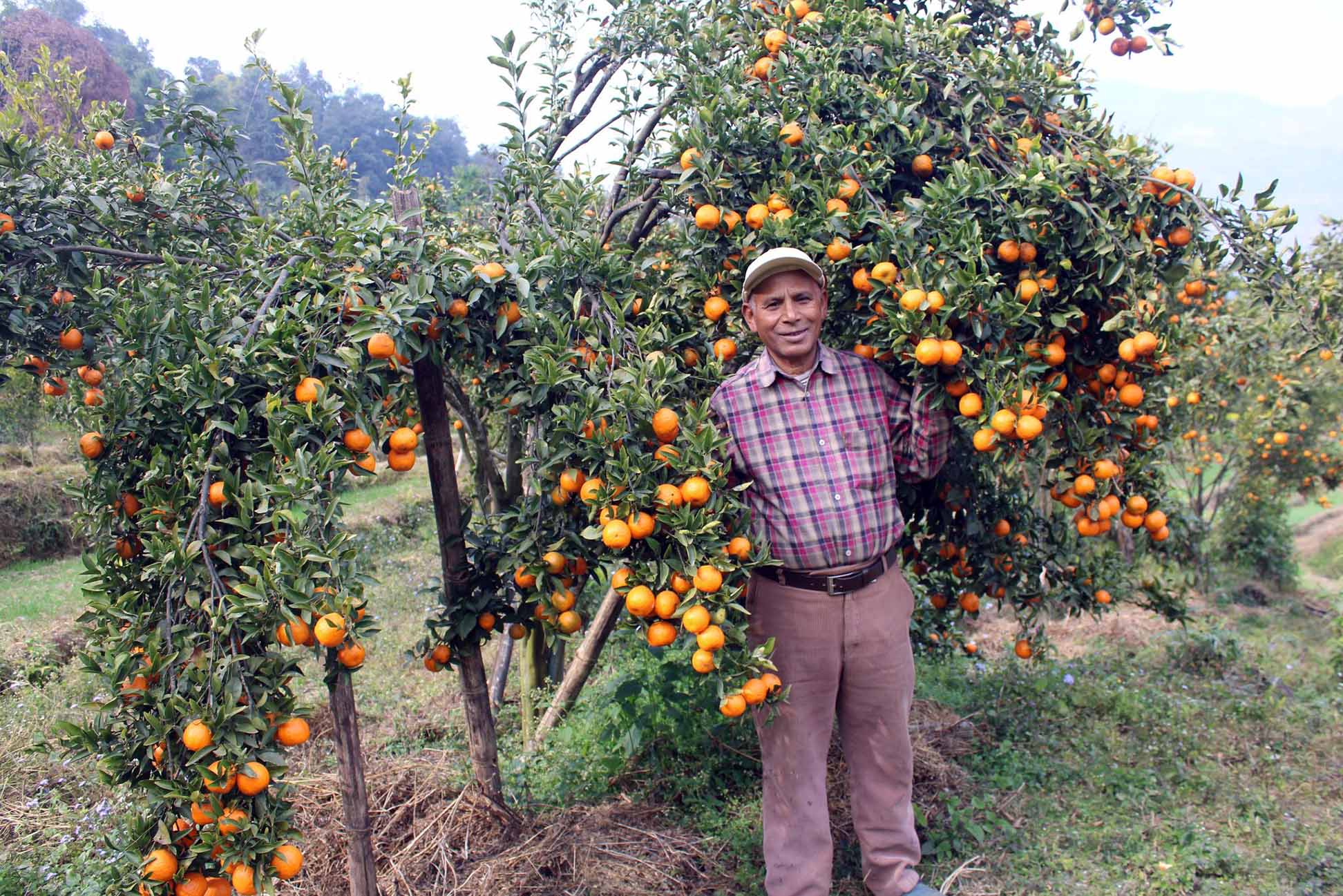 शिक्षणबाट अवकाशपछि सुन्तलाखेतीमा: बर्सेनि पाँच लाख कमाई