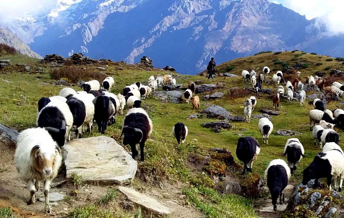  भेडीगोठमा बितेको जीवन