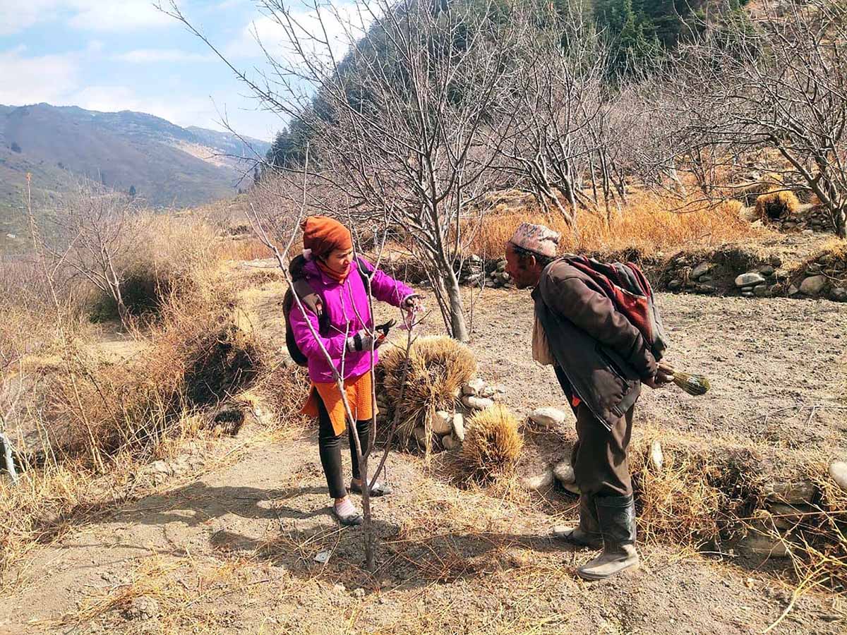 किसानका बगैँचामा पुगेर स्याउ व्यवस्थापनबारे जानकारी दिँदै कृषि प्रविधिक