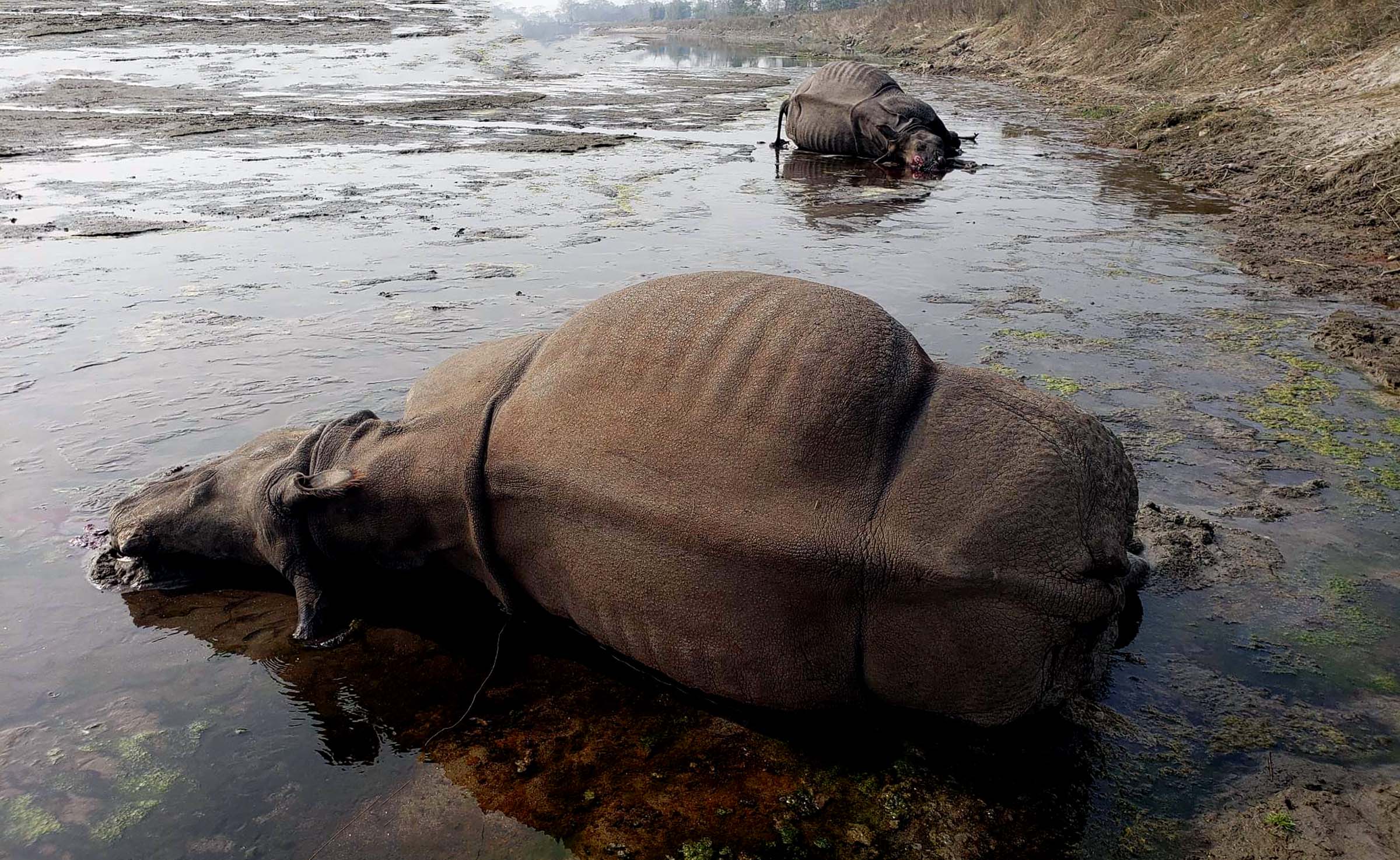 ६ महिनामा ९ गैँडा मरे