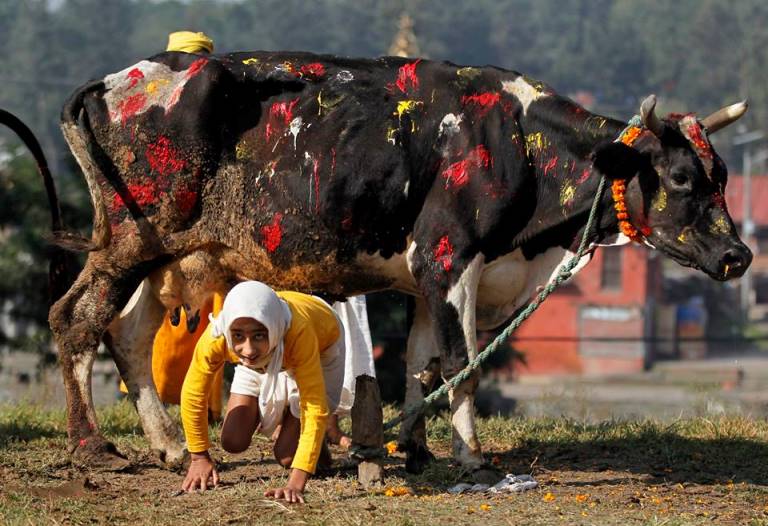 तिहारको चौथो दिन आज गाई, गोरु, गोबर्धन र हलि पूजा