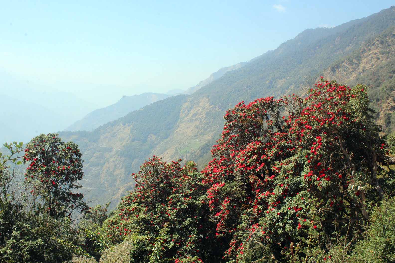 टोड्केमा ढकमक्क फुले लालीगुराँस