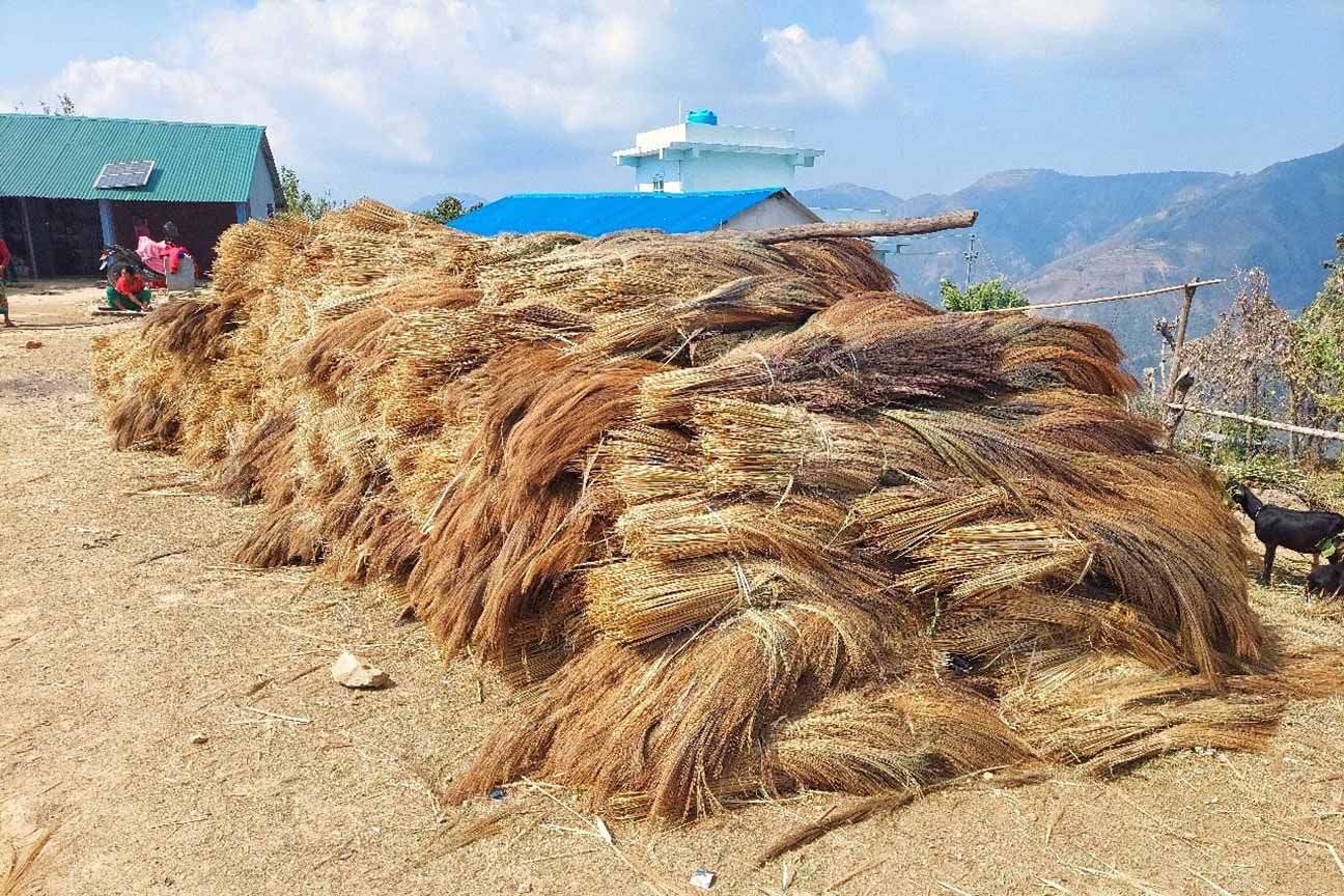 कबुलियत वनमा लगाइएको अम्रिसो बेचेर तीन करोड बढी आम्दानी