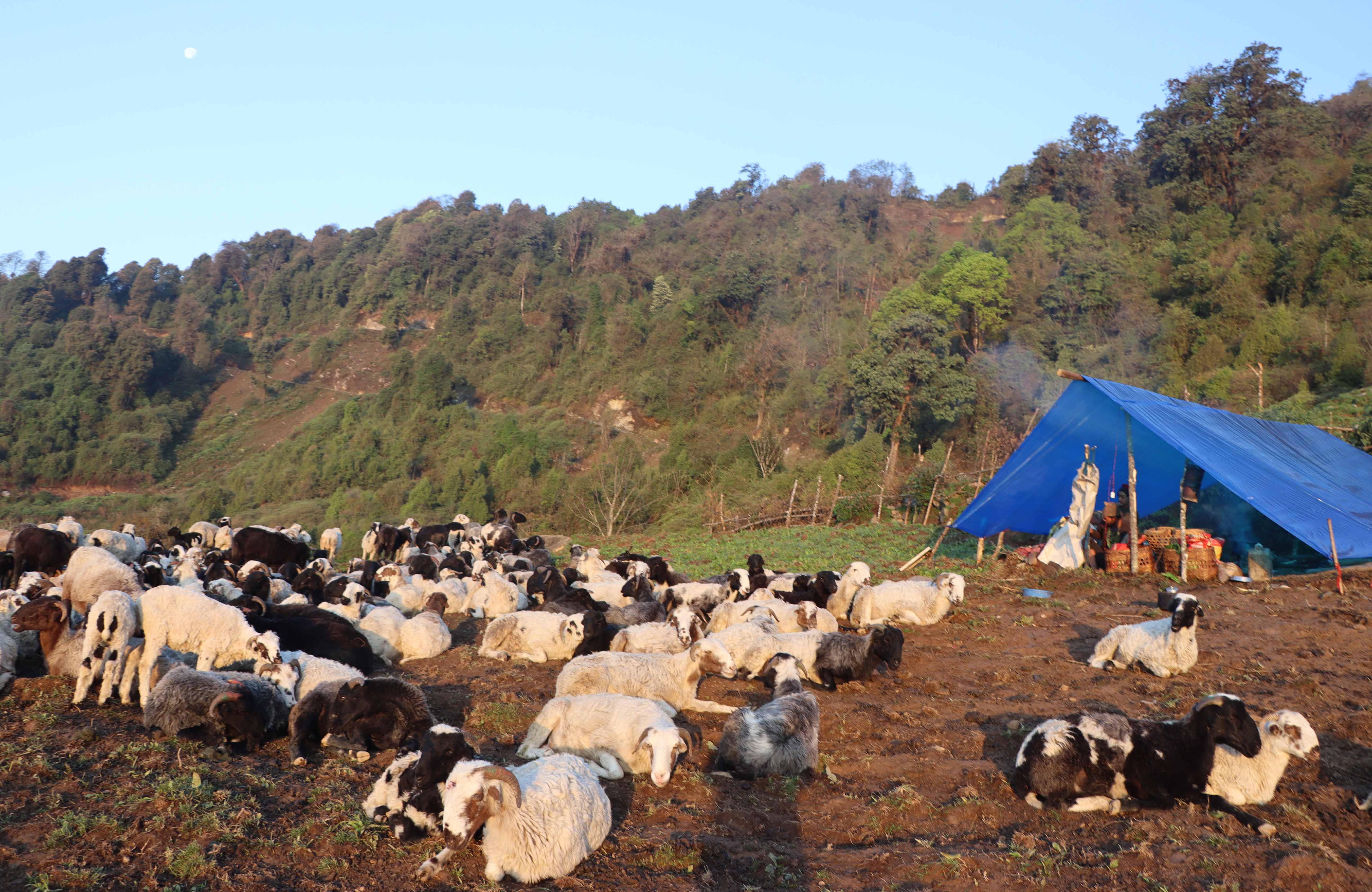 हिमाली भेगमा सारिँदै भेडीगोठ