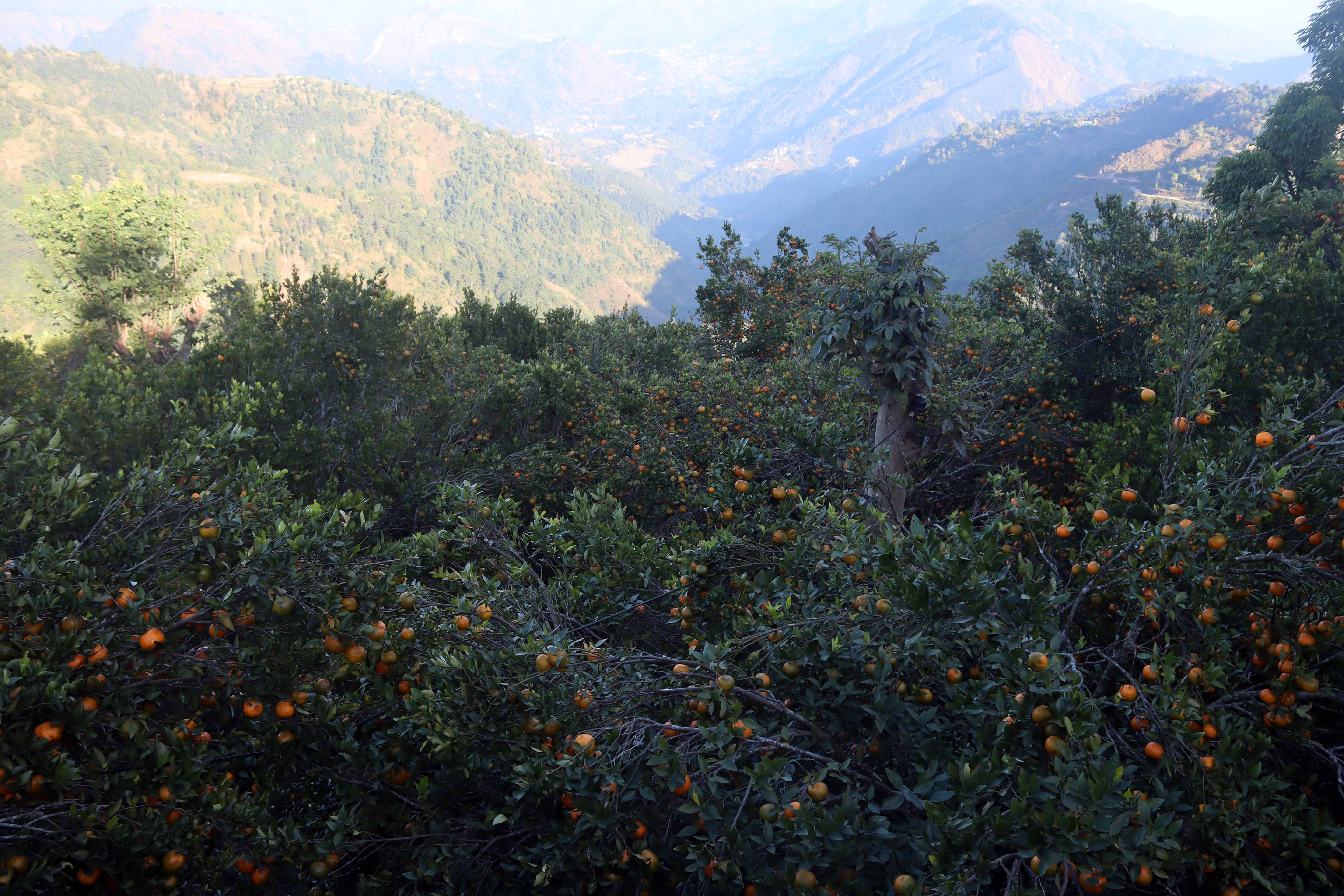 सुन्तला उत्पादनमा वृद्धि हुुँदा किसान उत्साहित