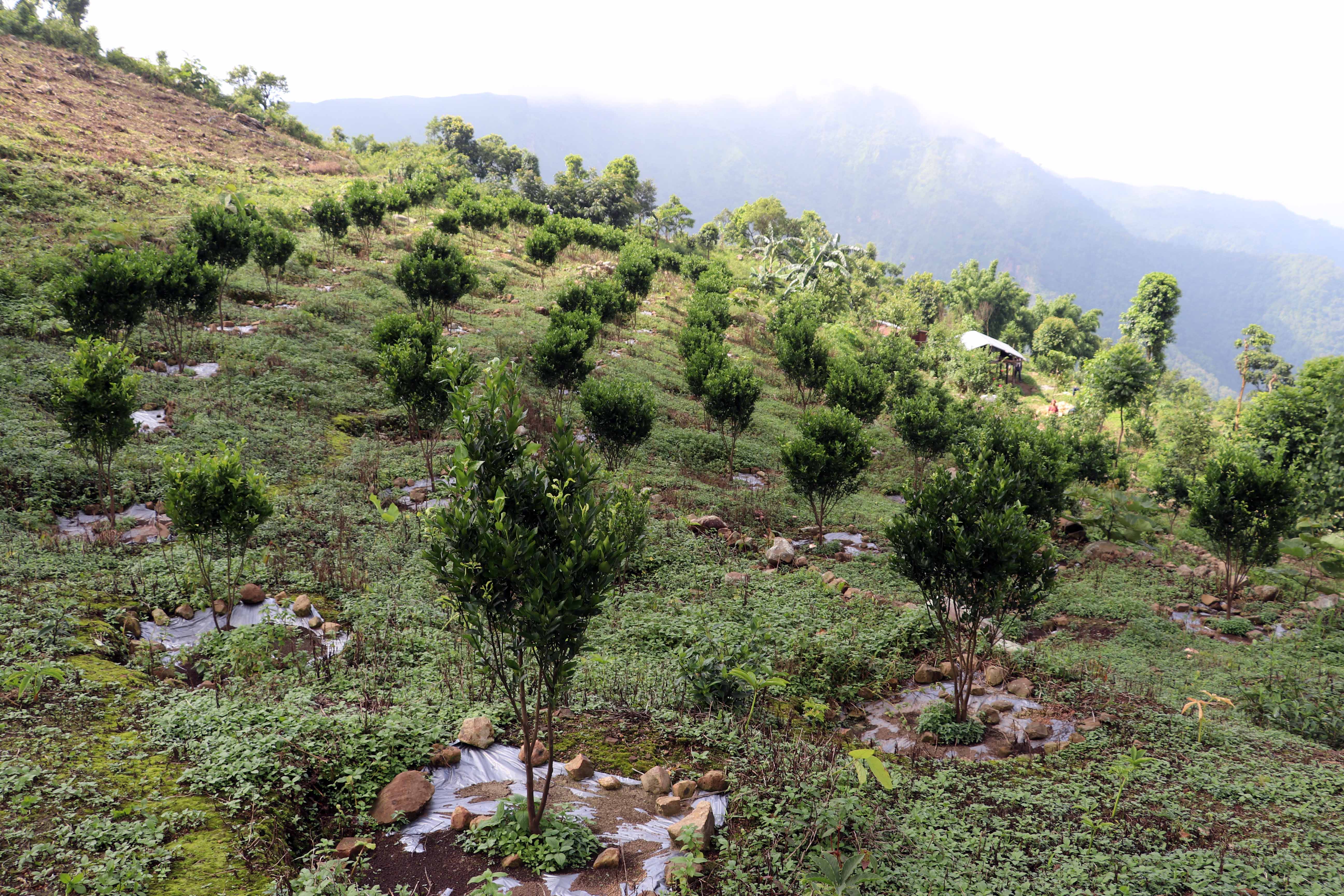 सुन्तला जातको फलफूल खेती क्षेत्र दोब्बरले वृद्धि