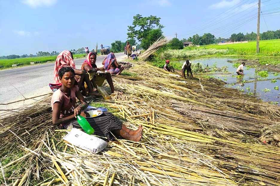 खुम्चिँदै जुट खेतीः उद्योगका लागि स्वदेशी उत्पादन अपर्याप्त