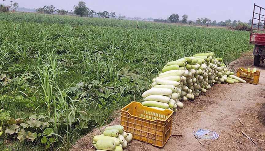 बहुबाली खेतीका माध्यमबाट लाखौँ रुपैंयाँको आम्दानी