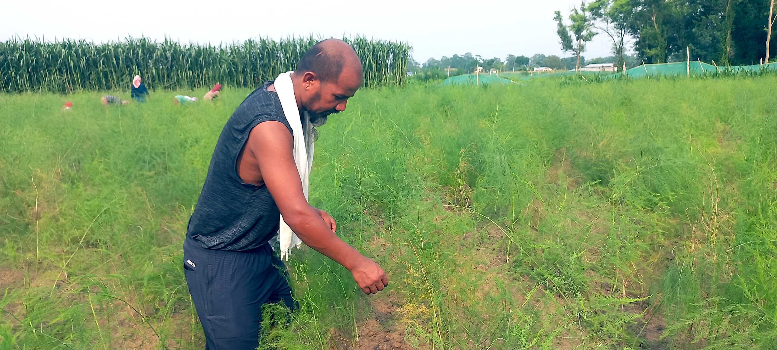 कुरिलोखेतीबाट एकै याममा सात लाख मुनाफा