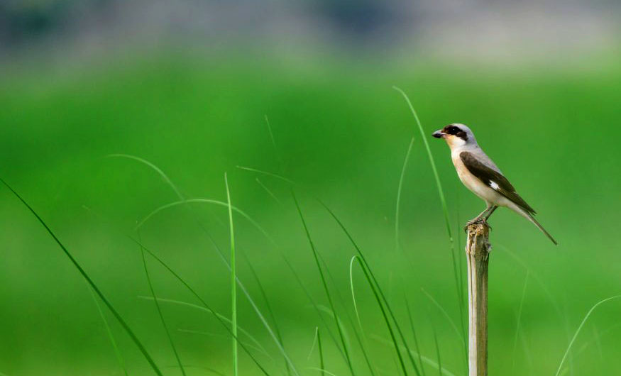 भक्तपुरमा देखियो ‘लेसर ग्रे स्राइक’ जातको नयाँ चरो