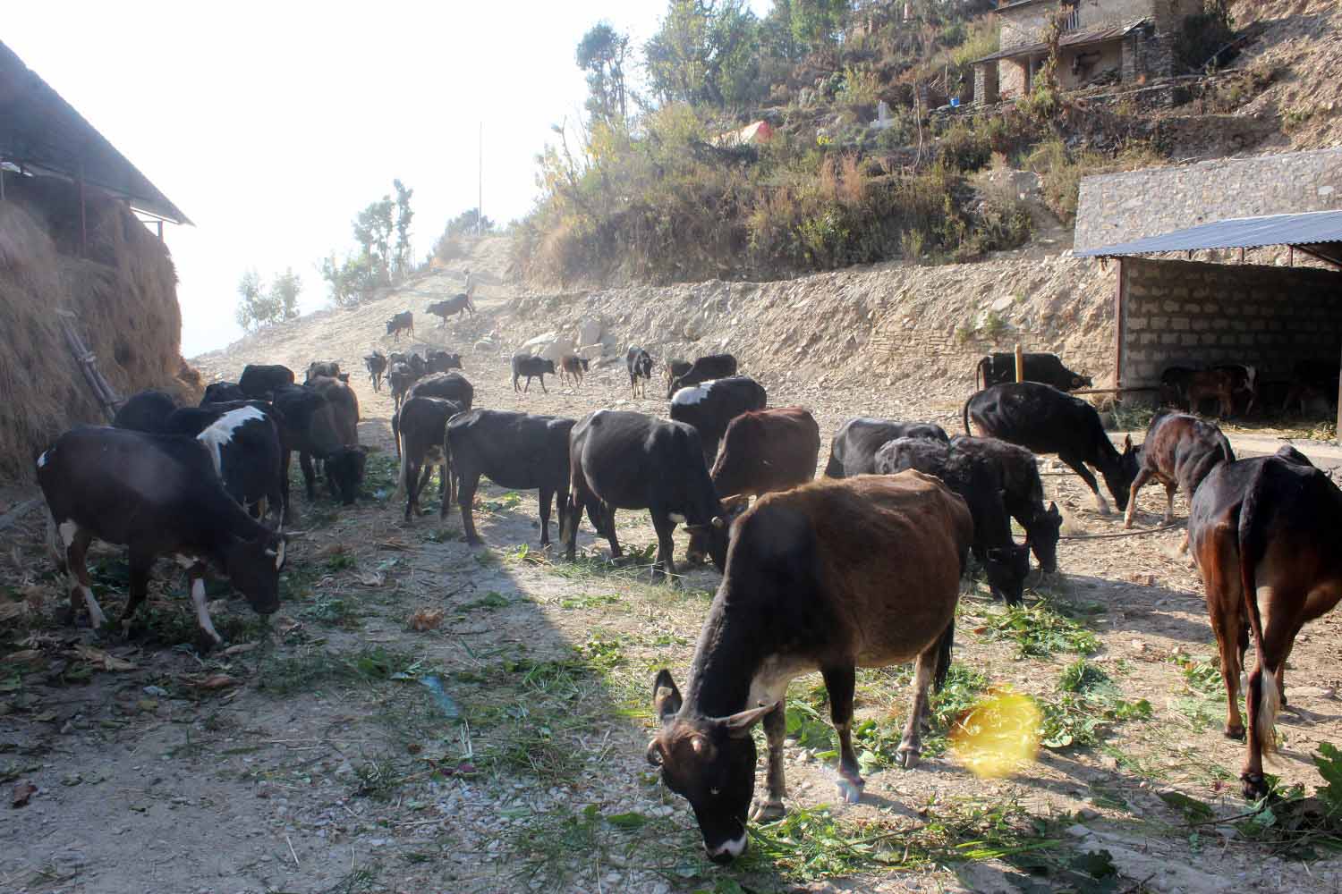 गौशालामा सीमित भए रैथाने गाई