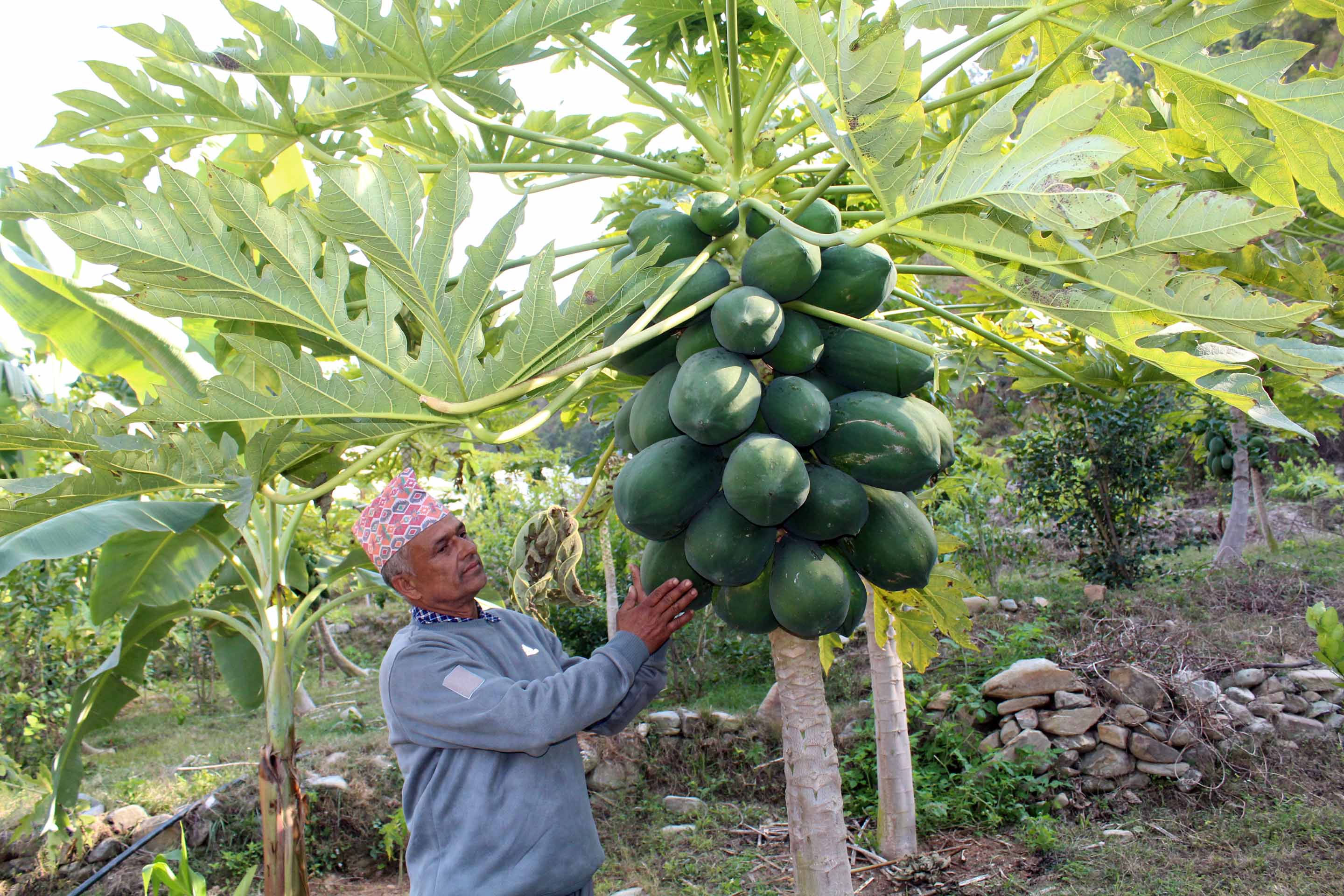 मेवा बेचेर मासिक डेढ लाखआम्दानी