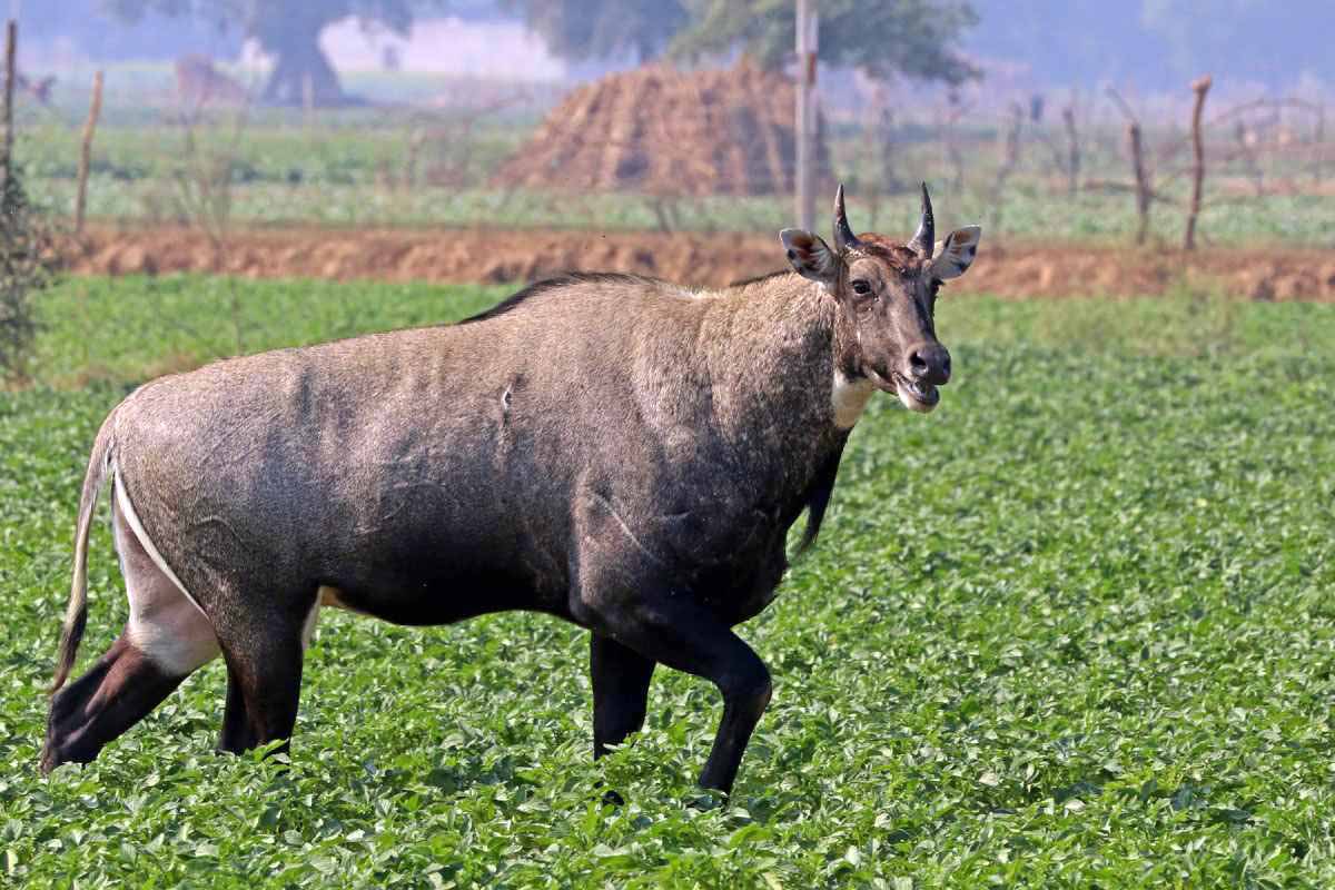 निलगाई र बँदेलले बालीमा क्षति पुर्‍याउँदा किसान हैरान