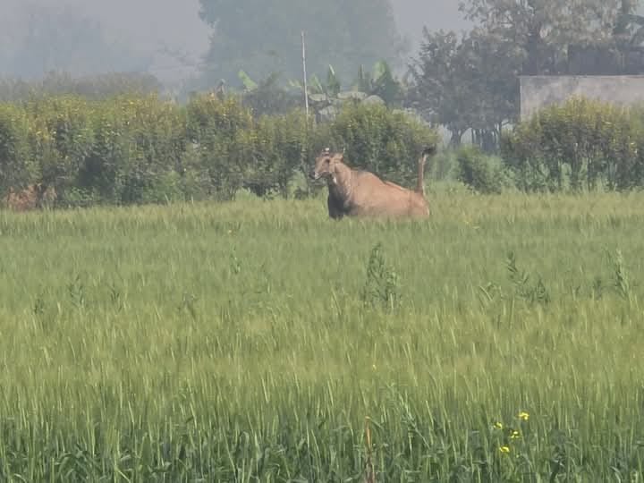 नीलगाईले दुख दिदाँ रौतहटका किसान चिन्तित