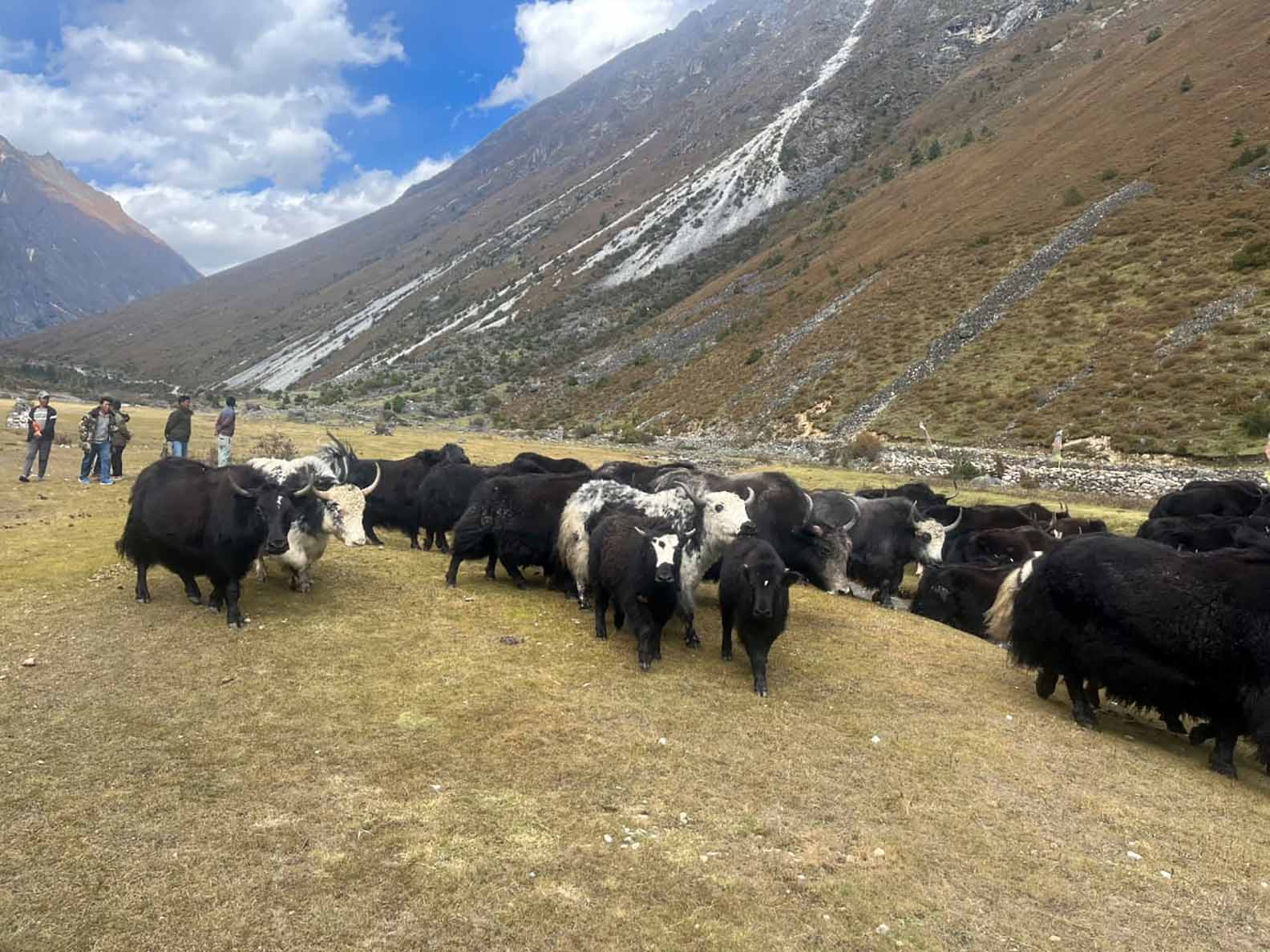 मुगुमा याक तथा चौरीहरु अज्ञात रोगबाट मर्दै