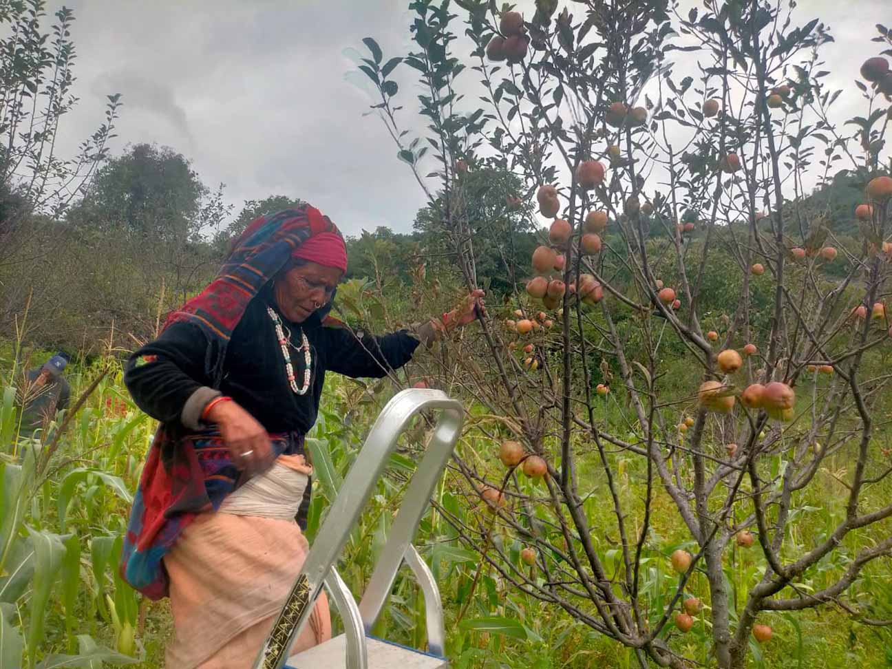 स्याउ उत्पादनमा कमी, सरकारी अनुदानले कृषकलाई राहत