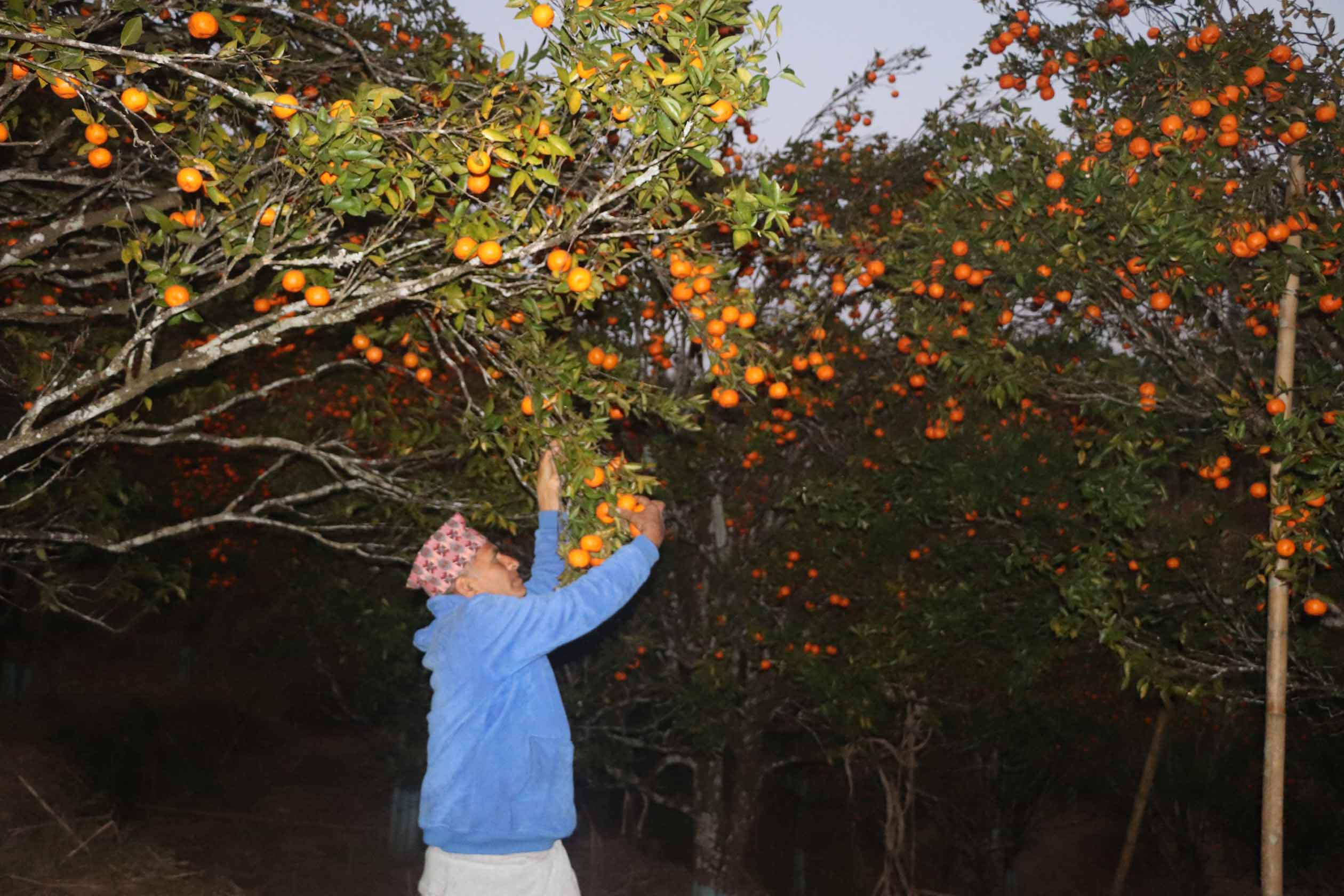 सुन्तलाबाट वार्षिक १० लाख आम्दानी