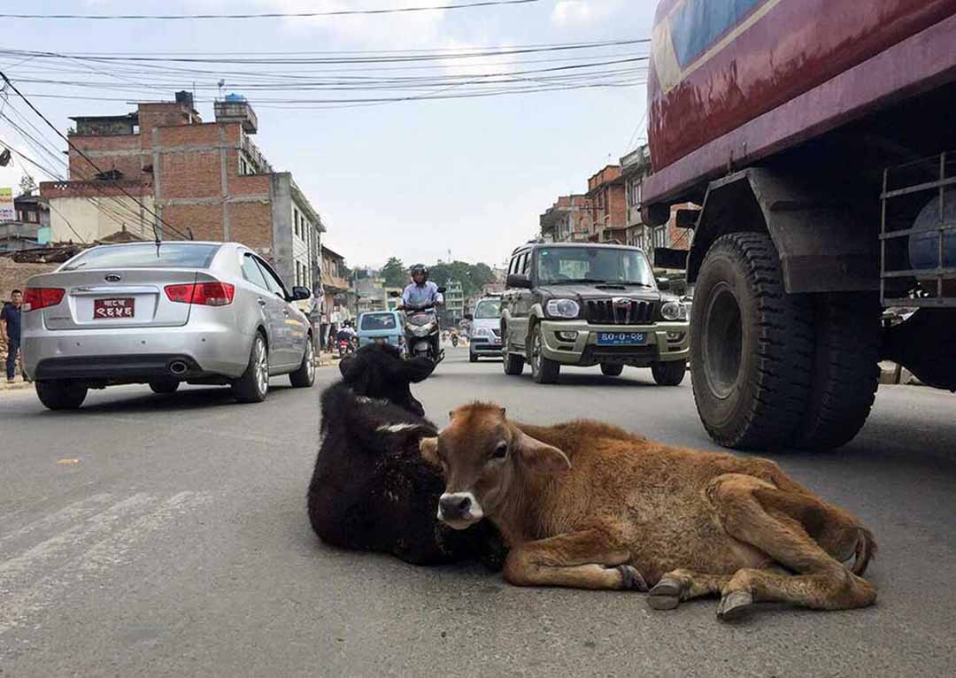 काठमाडौं महानगरले भोलि देखि सडकमा भेटिने गाईबाच्छा काञ्जी हाउसमा राख्ने