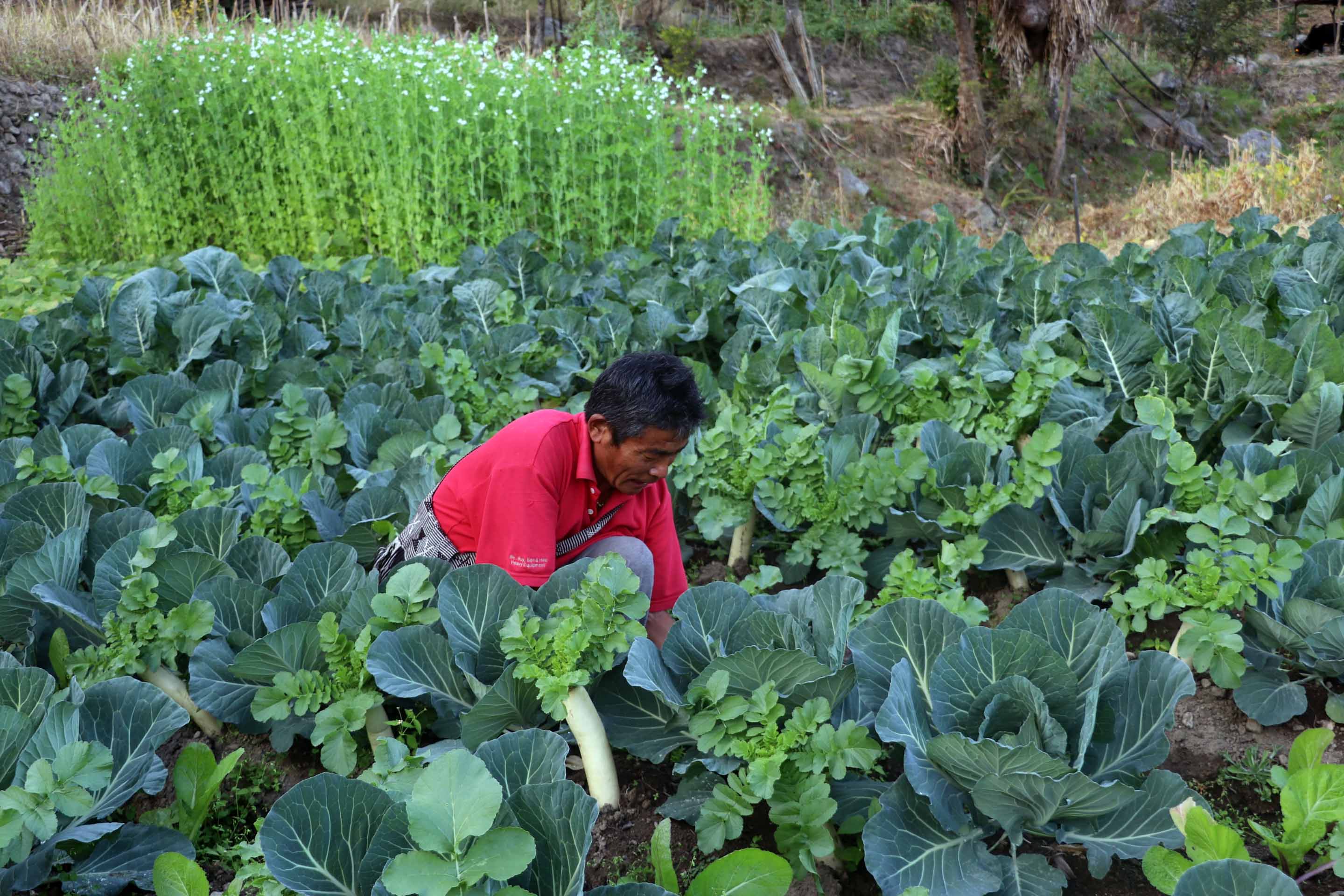 विदेशबाट फर्केर तरकारी खेती गर्दै