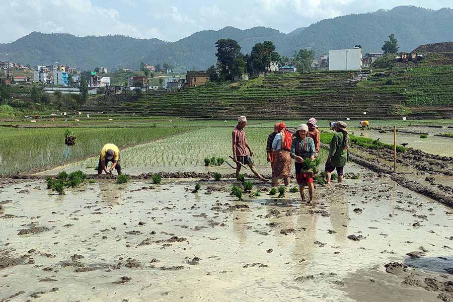 असार लाग्यो, भक्तपुरमा सुरु भयो रोपाइँ