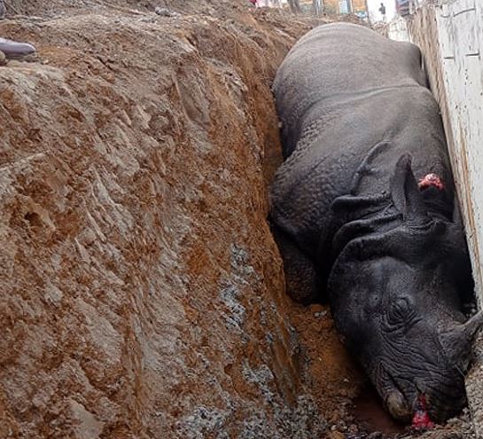 गैँडा मृत्यु प्रकरणमा निर्माण कम्पनीका सञ्चालकविरुद्ध पक्राउ पुर्जी