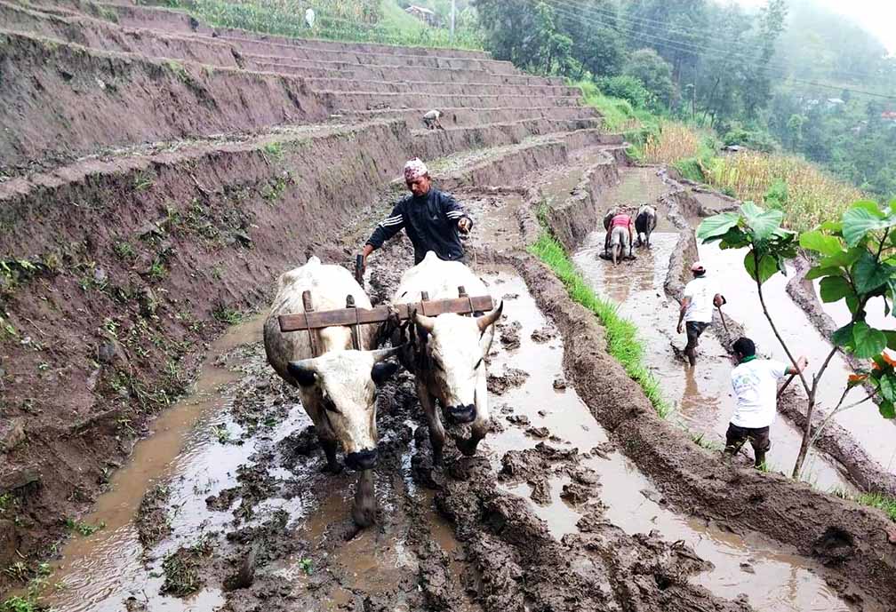 कोशी प्रदेशमा ६६ प्रतिशत कृषक, ५ लाख हेक्टरमा कृषिकर्म