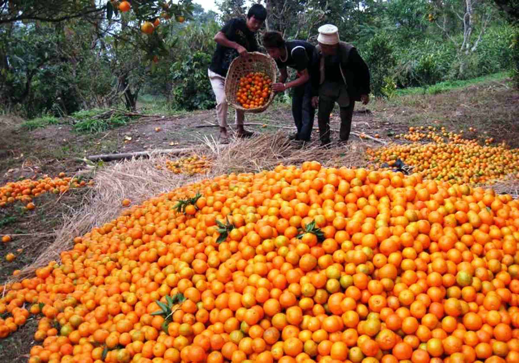 सलकपुरमा छ करोडको सुन्तला बिक्री, छैन बजारको समस्या