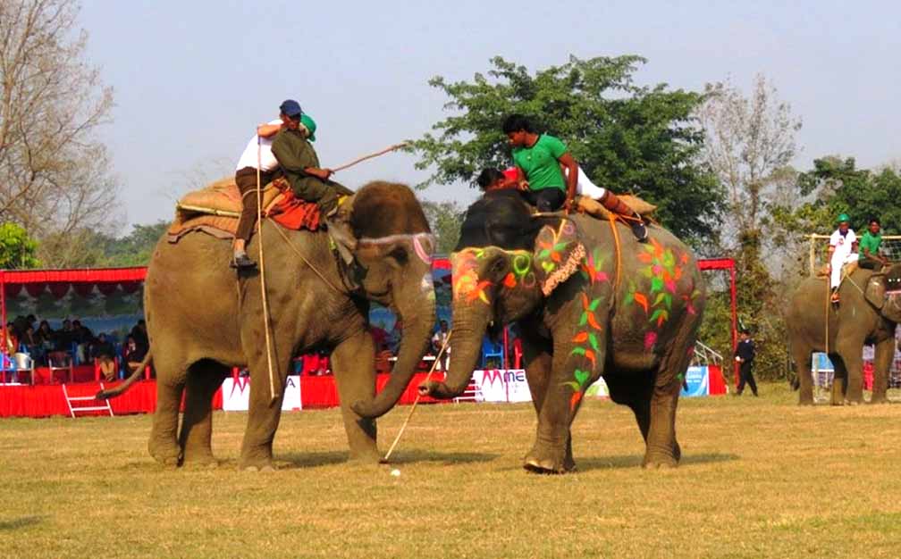 चितवनमा हात्ती महोत्सव  पुस १० देखि