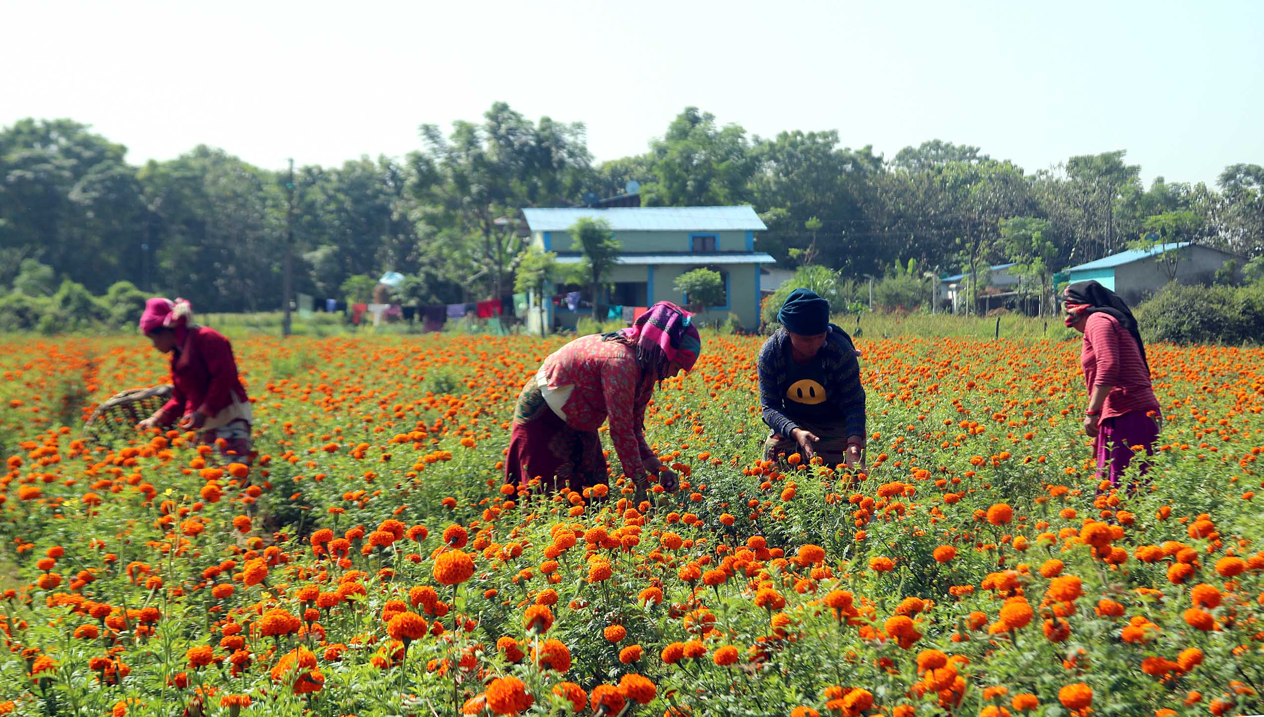 तिहारमा एउटै किसानले बेचे सात लाखको सयपत्री