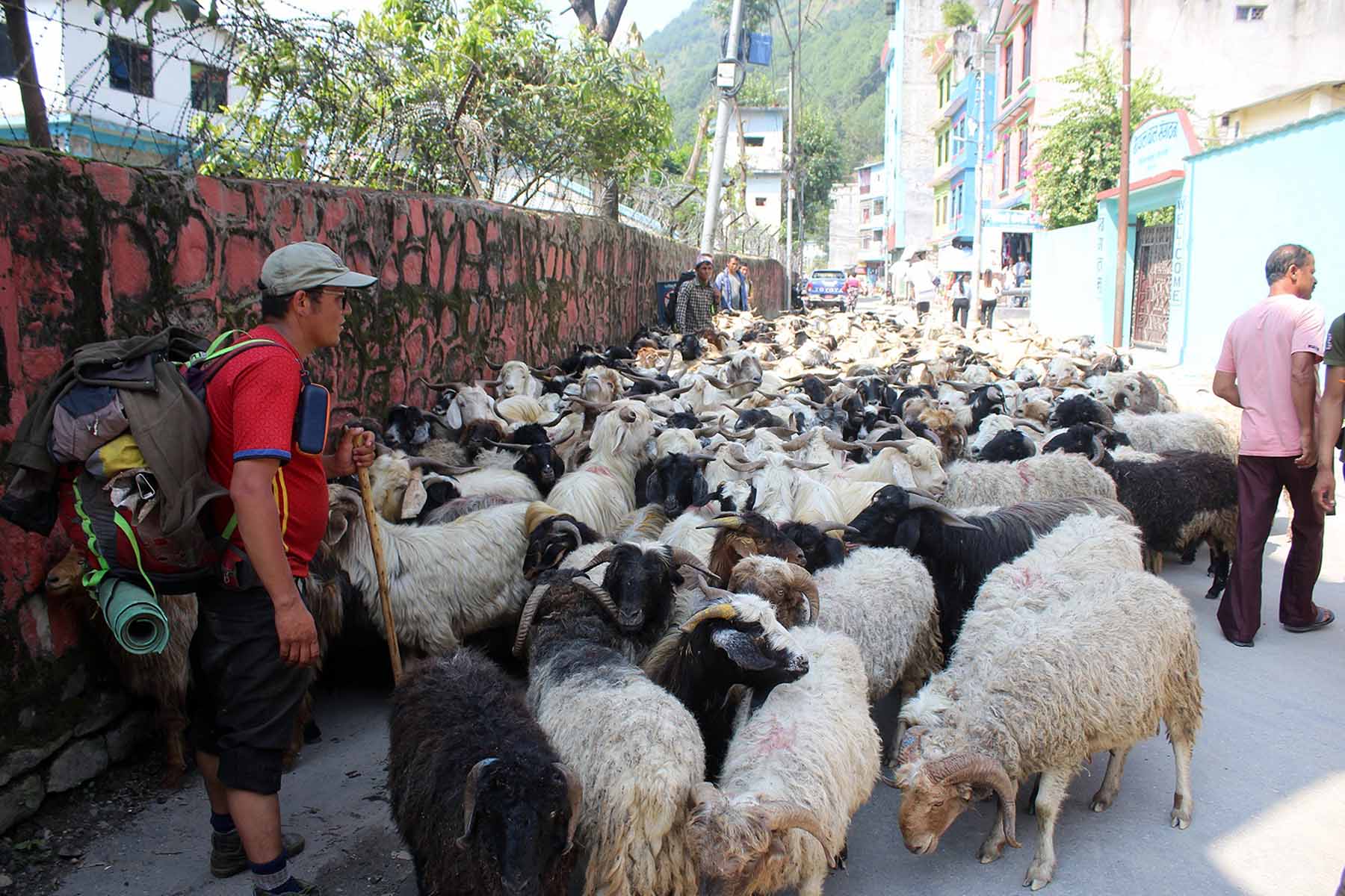 भेडाच्याङ्ग्रा बेच्न जुम्लाबाट हिँडेर १७ दिनमा बेनी