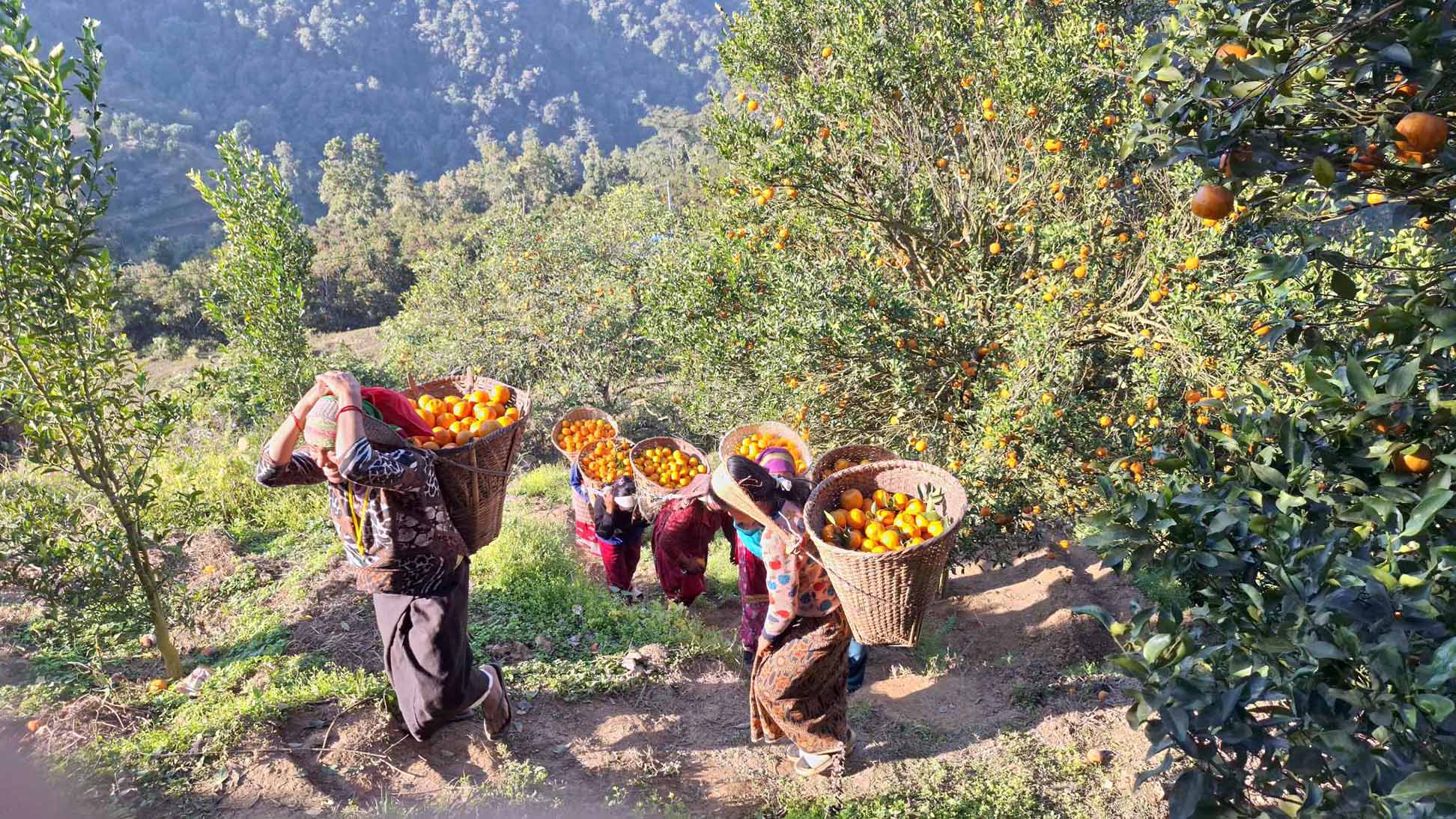 एउटै बगानमा फल्यो ७५ लाखको सुन्तला