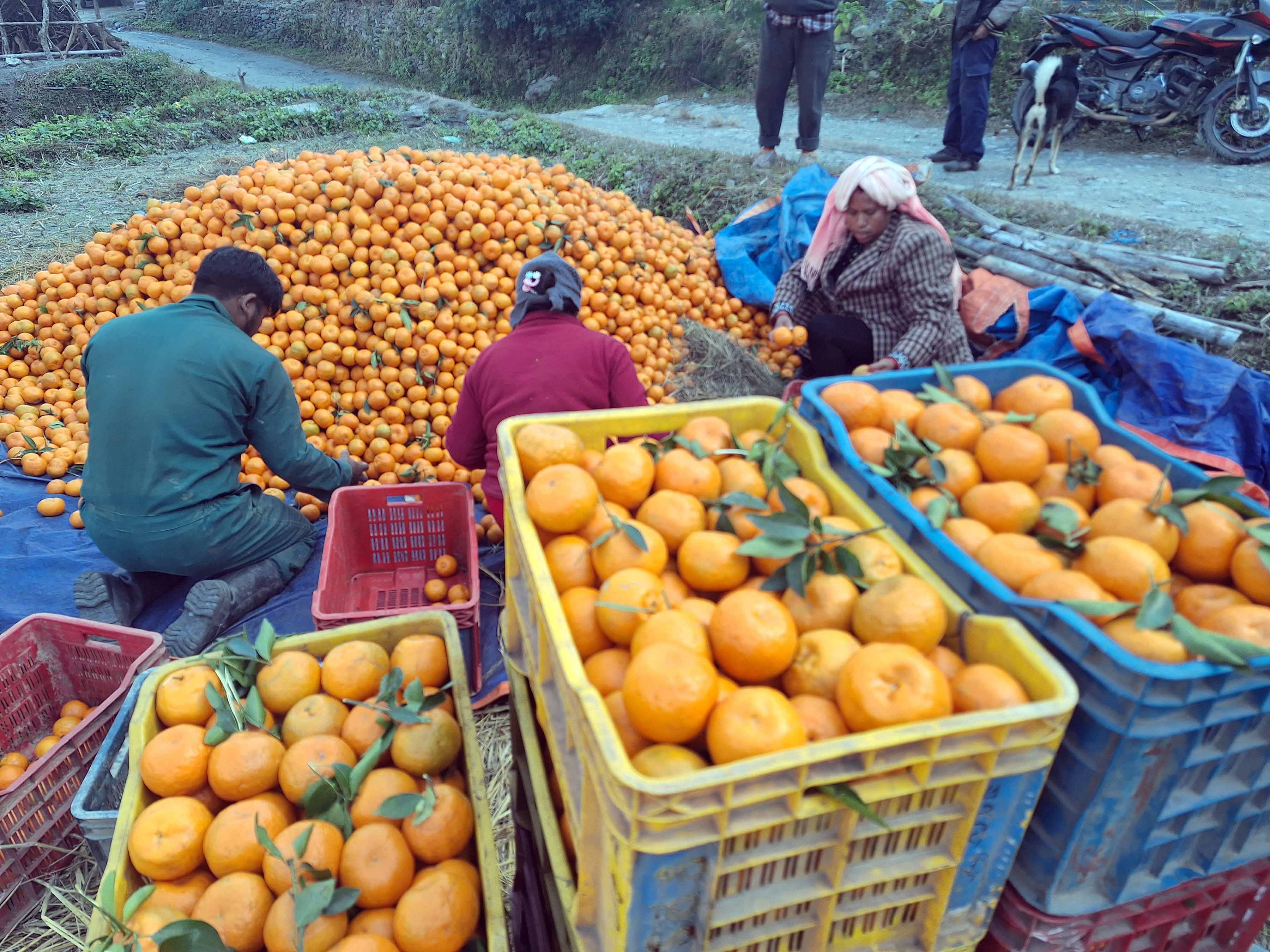 म्याग्दीको राखुगाउँबाट डेढ करोडको सुन्तला बिक्री