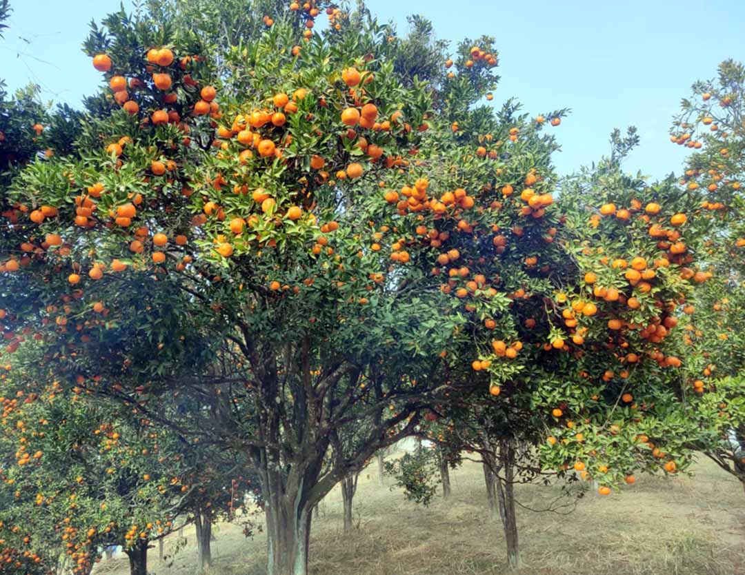 खोटाङबाट रु ३६ करोड बढीको सुन्तला निर्यात