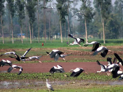 संरक्षणको प्रतीक्षामा पर्यापर्यटनको अनुपमस्थल पुरैनी ताल