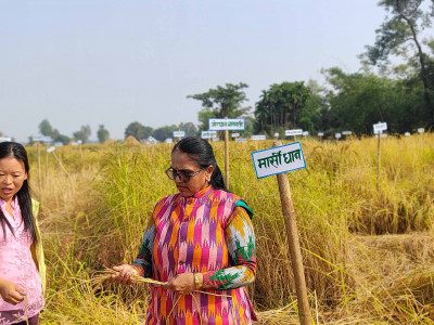 झापामा फल्यो ८१ प्रजातिको रैथाने धान