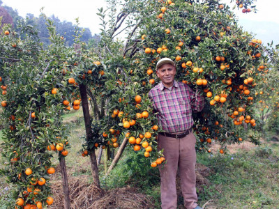 शिक्षणबाट अवकाशपछि सुन्तलाखेतीमा: बर्सेनि पाँच लाख कमाई