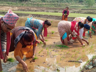 बर्खा नलाग्दै लमजुङमा धान रोपाइँ सुरु