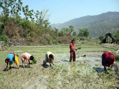 चैते धानप्रति किसानको बढ्दो आकर्षण