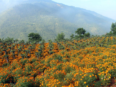 ड्रागन फ्रुटसँगै सयपत्री फूलको खेती