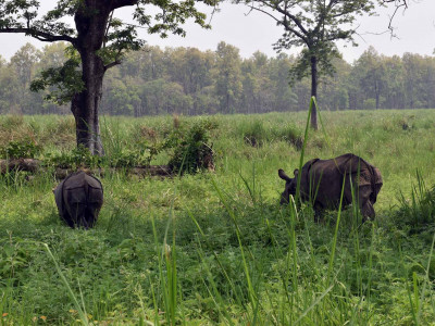 ३८ वर्षमा एक सय नौ गैँडा स्थानान्तरण, विभिन्न देशलाई २६ उपहार