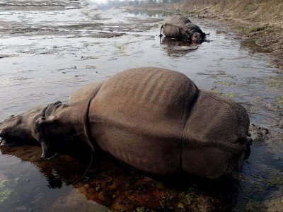 ६ महिनामा ९ गैँडा मरे