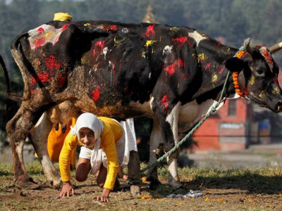 तिहारको चौथो दिन आज गाई, गोरु, गोबर्धन र हलि पूजा