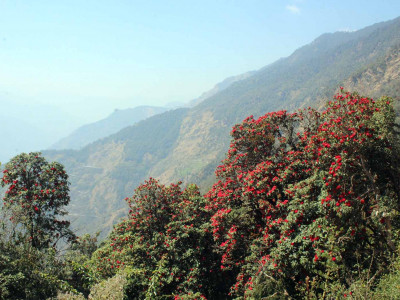 टोड्केमा ढकमक्क फुले लालीगुराँस