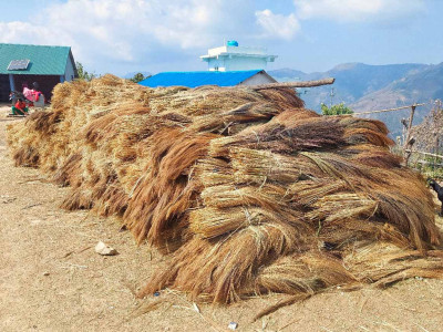 कबुलियत वनमा लगाइएको अम्रिसो बेचेर तीन करोड बढी आम्दानी