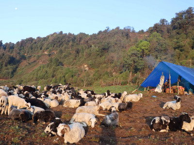 हिमाली भेगमा सारिँदै भेडीगोठ