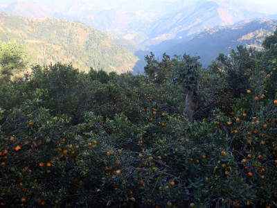 सुन्तला उत्पादनमा वृद्धि हुुँदा किसान उत्साहित