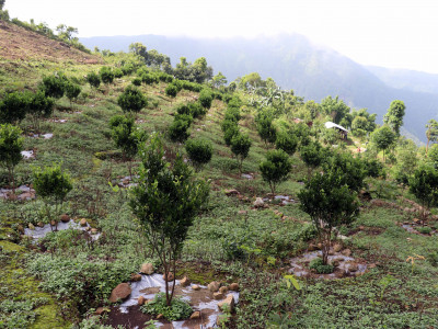 सुन्तला जातको फलफूल खेती क्षेत्र दोब्बरले वृद्धि