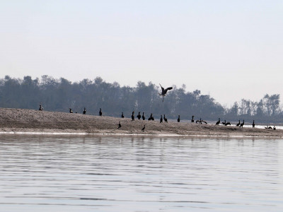 नारायणी नदी क्षेत्रमा ४१ प्रजातिका जलपक्षी भेटिए